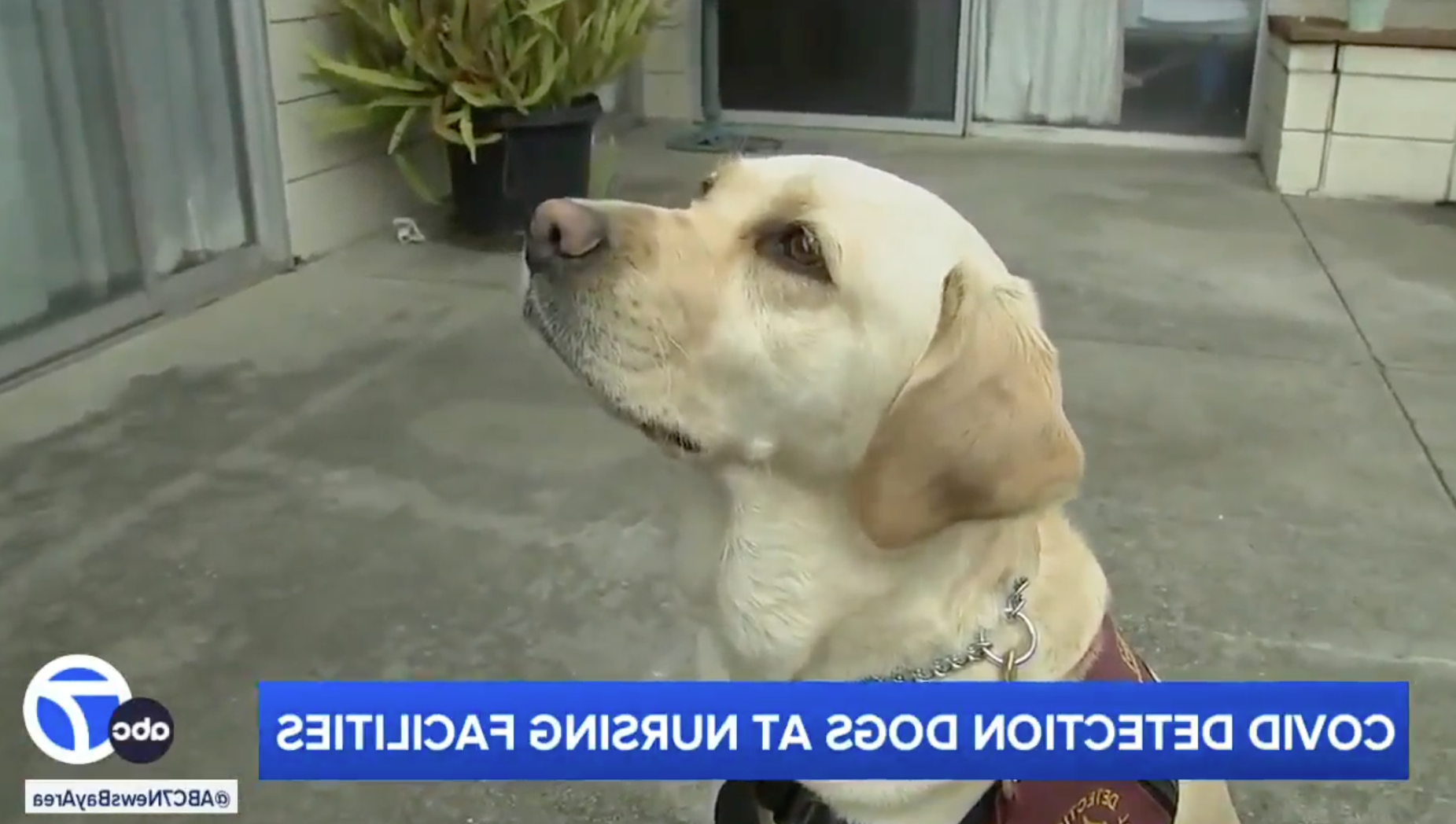 A medical detection dog at Alameda Health System